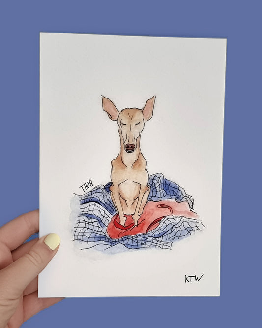 Thor - Podenco Andaluz