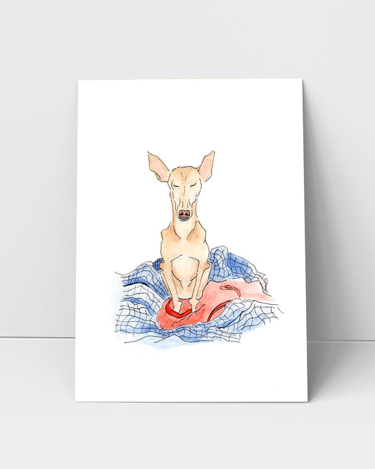 Thor - Podenco Andaluz